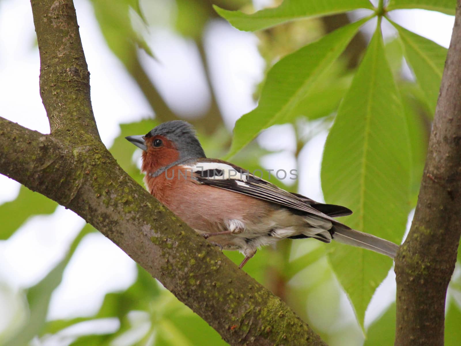 close up of chaffinch on a branch of tree