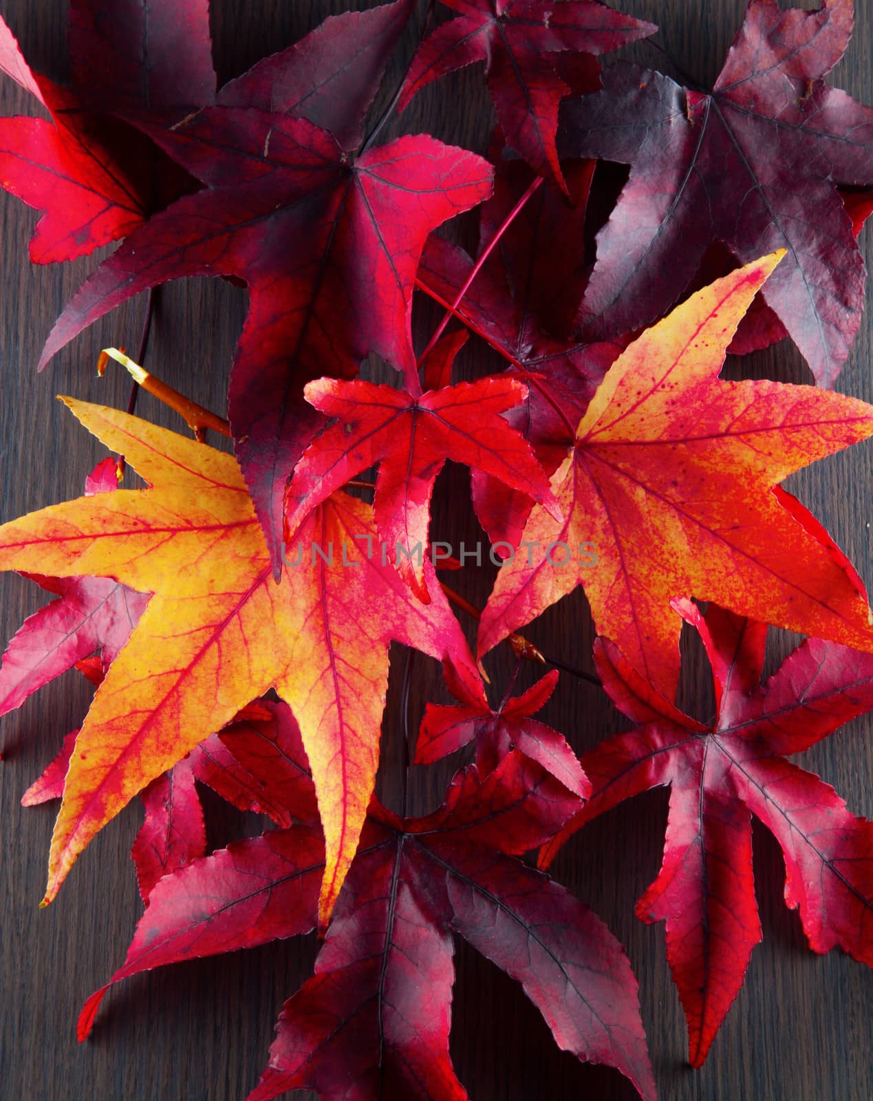 Autumn leaves by Koufax73