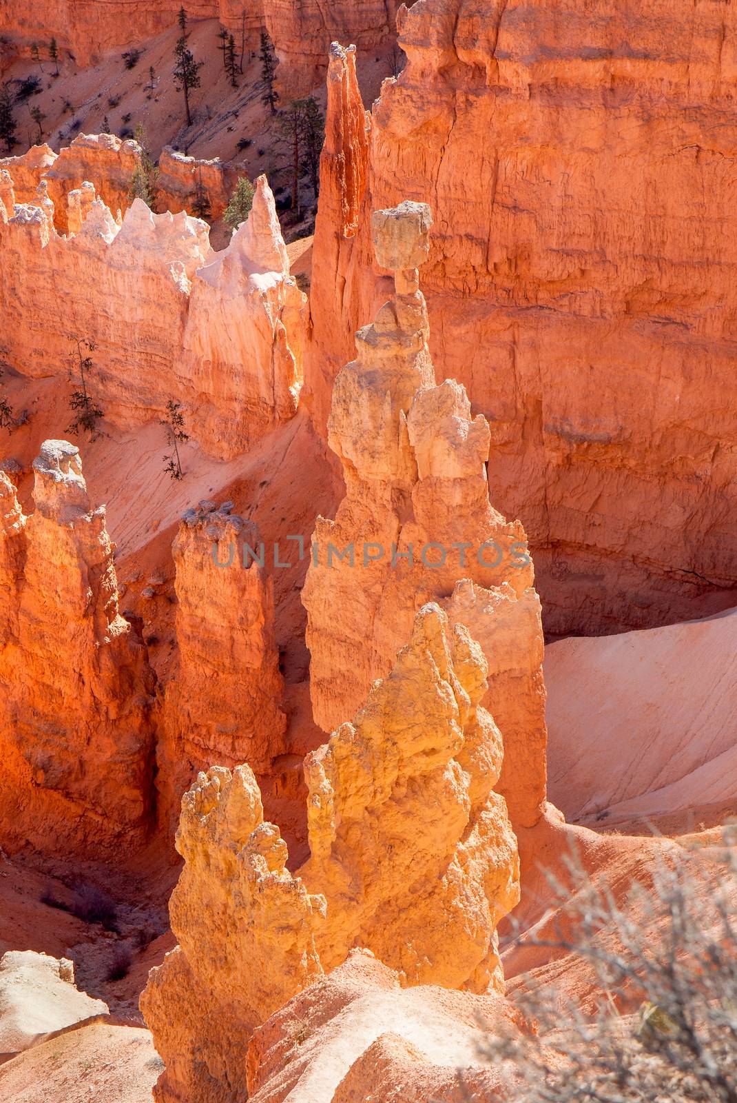 Hoodoos are tall skinny spires of rock that protrude from the bottom of arid basins and uneven lands. They are abundant here at Bryce Canyon National Park.