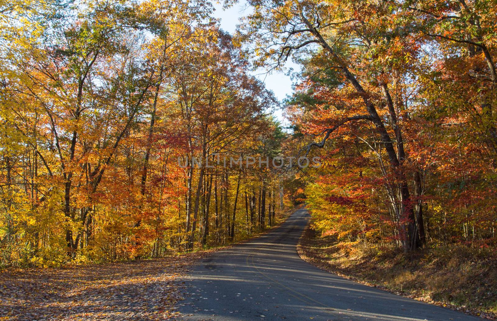 This image was taken on a late afternoon Fall day on the Little River Canyon Parkway, Alabama