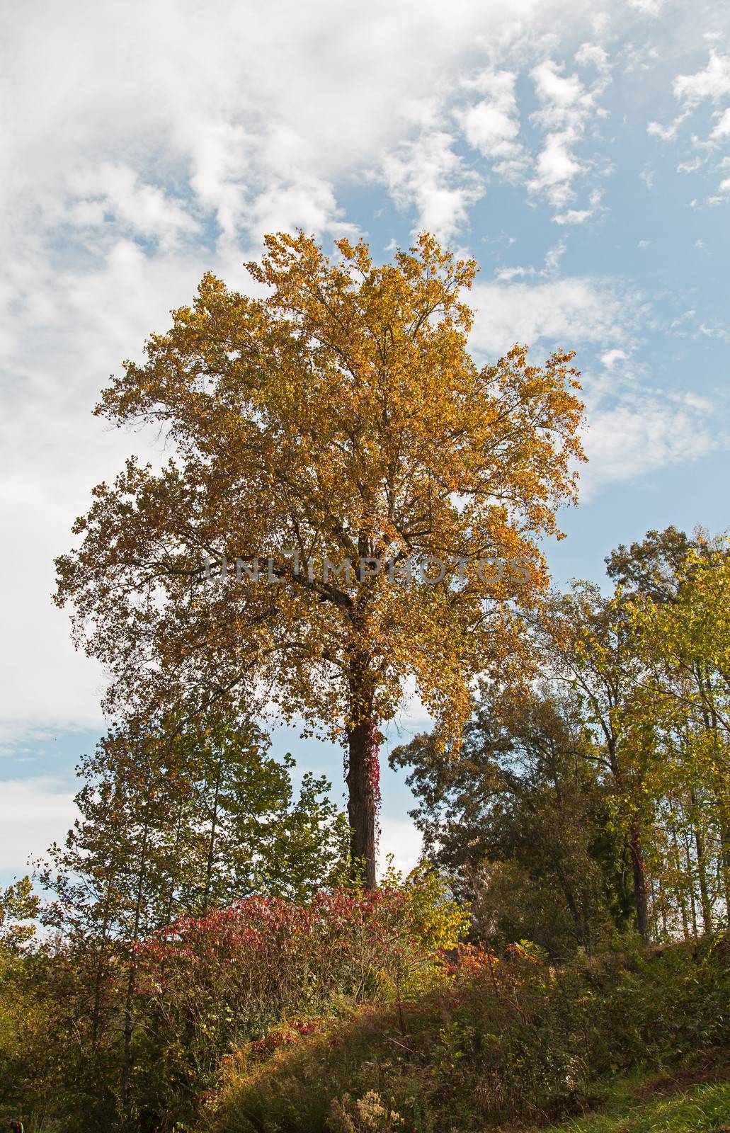 This tree, going through Autumn color changes, sits on a hill overlooking the Valley River in Murphy, North Carolina.