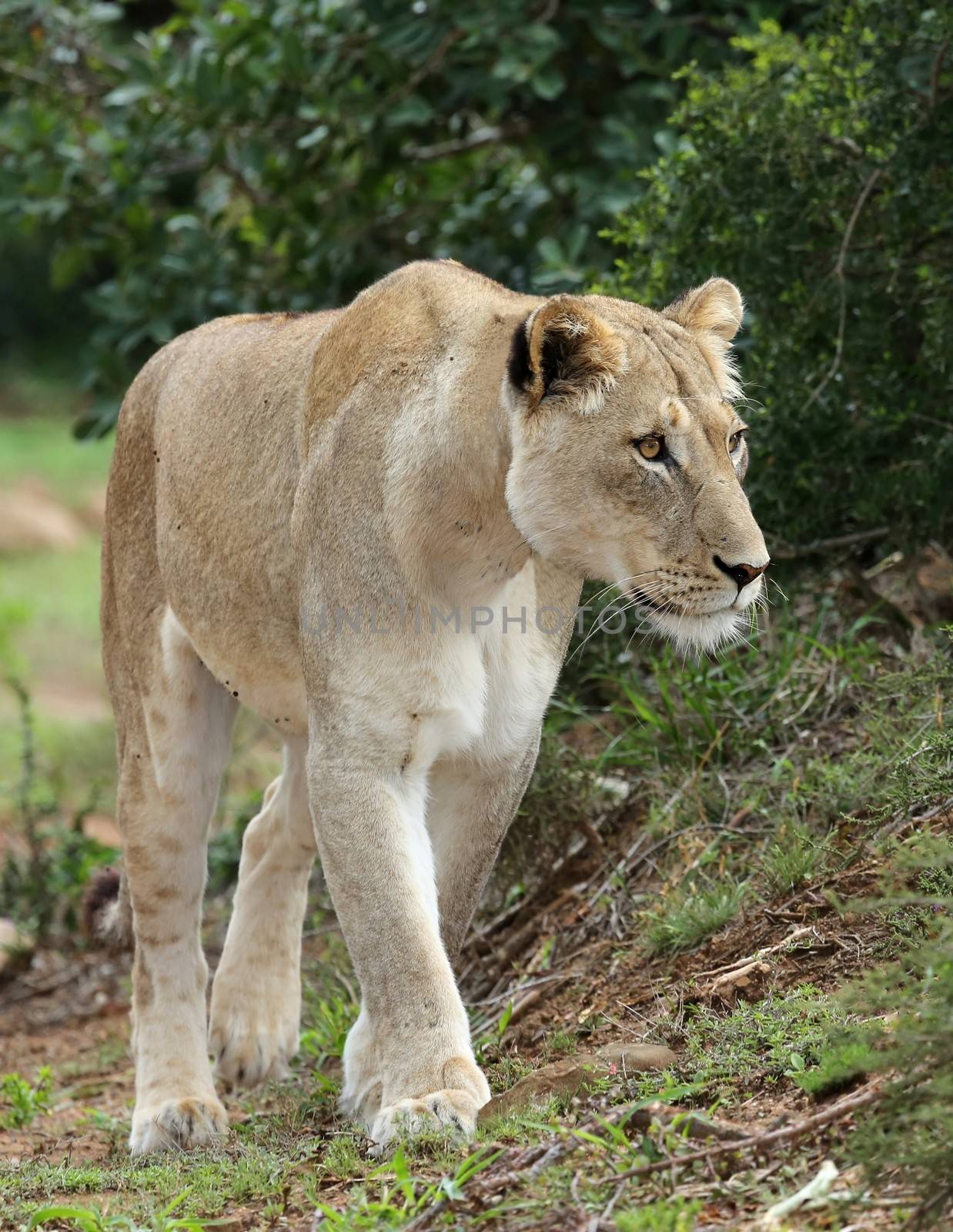 Beuatiful African lioness stalking through the bush
