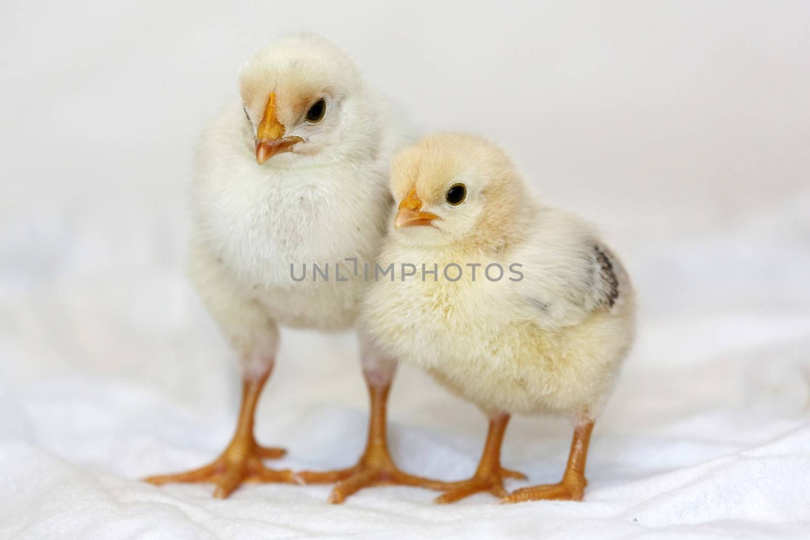 Two tiny yellow chickens  with orange legs and beaks