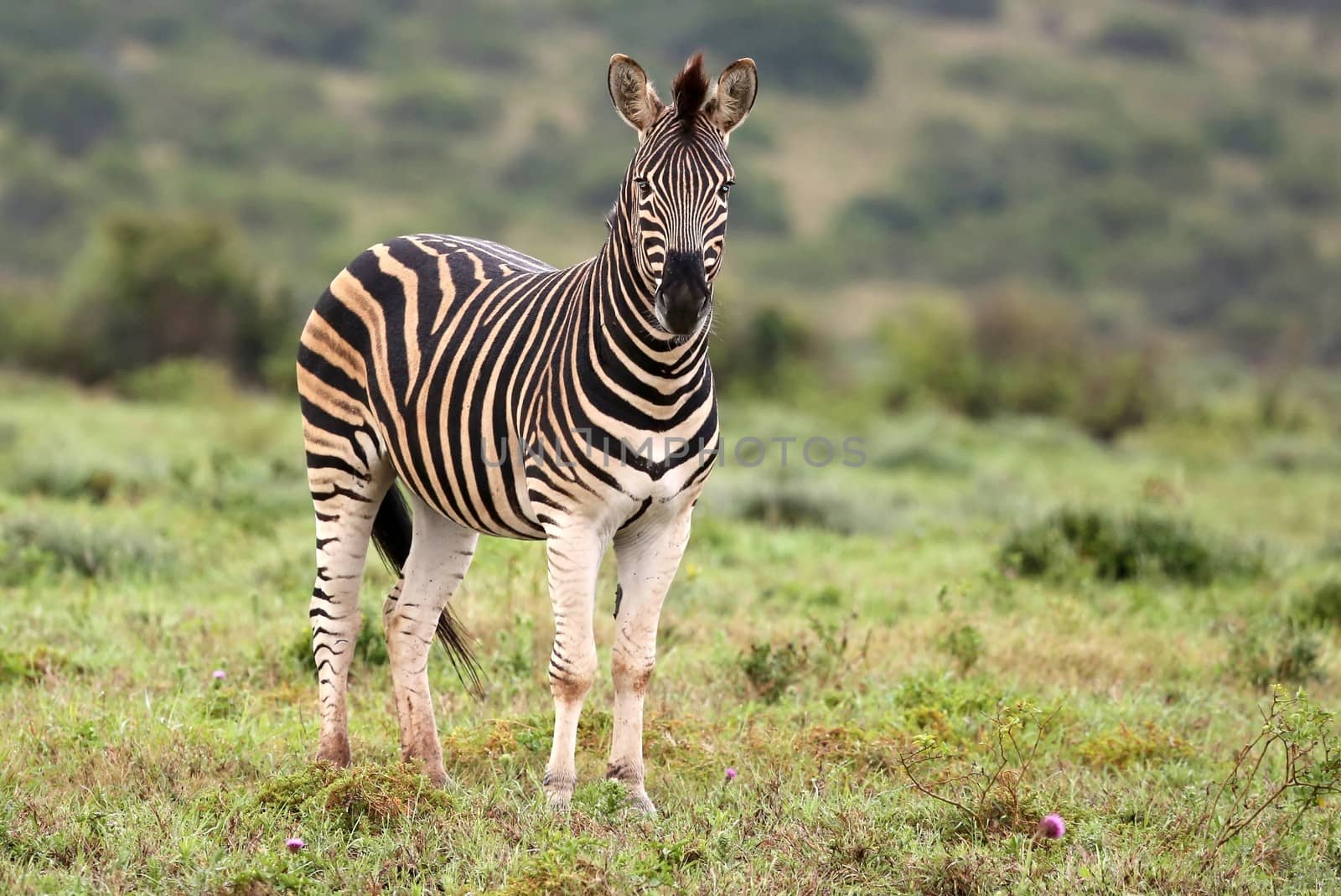 Handsome striped zebra standing on the African grass land