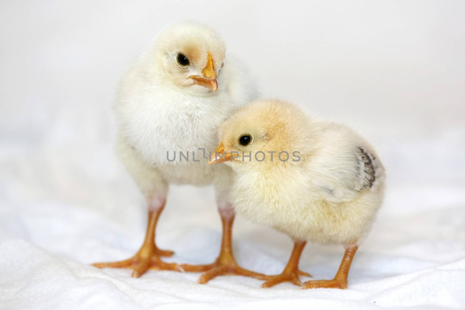 Two tiny yellow chickens  with orange legs and beaks