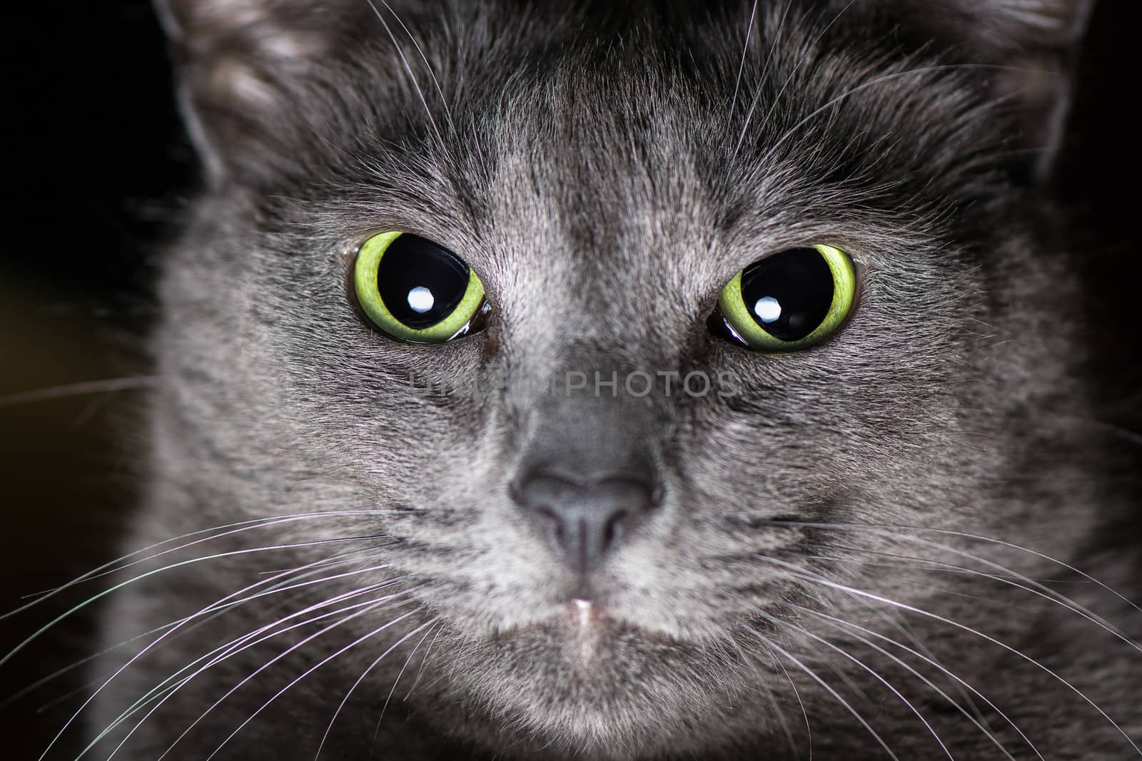 Portrait of thoroughbred Russian Blue Cat male