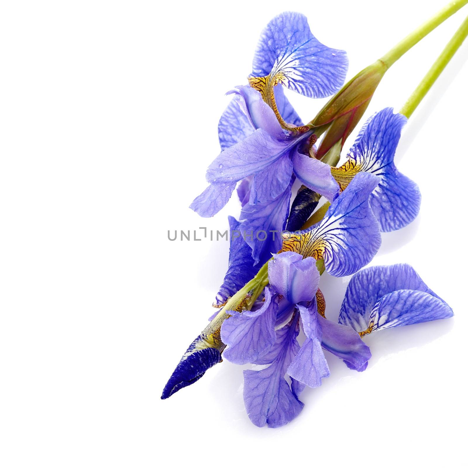 Flowers of a blue iris. by Azaliya