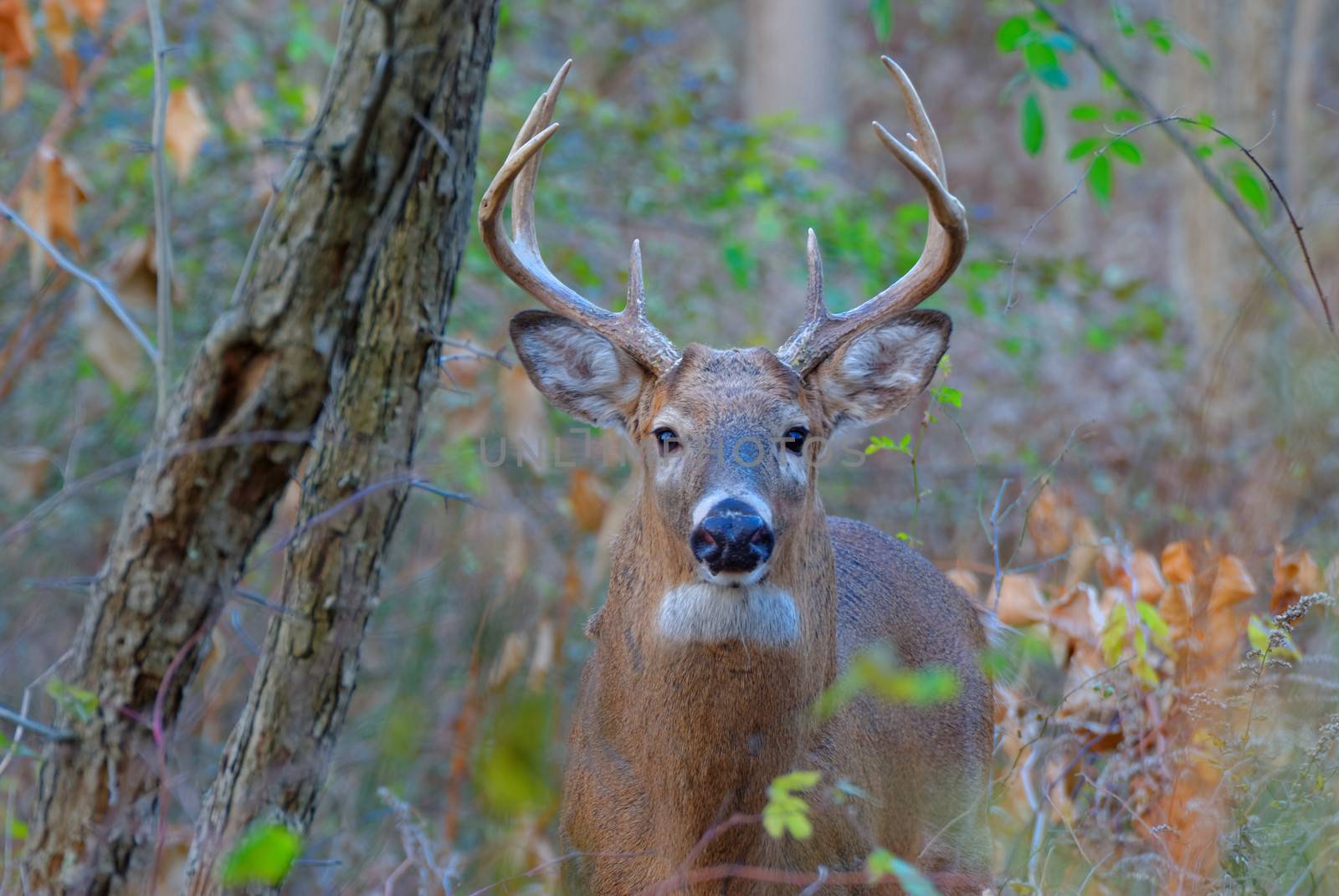 Whitetail Deer Buck standing in a woods.