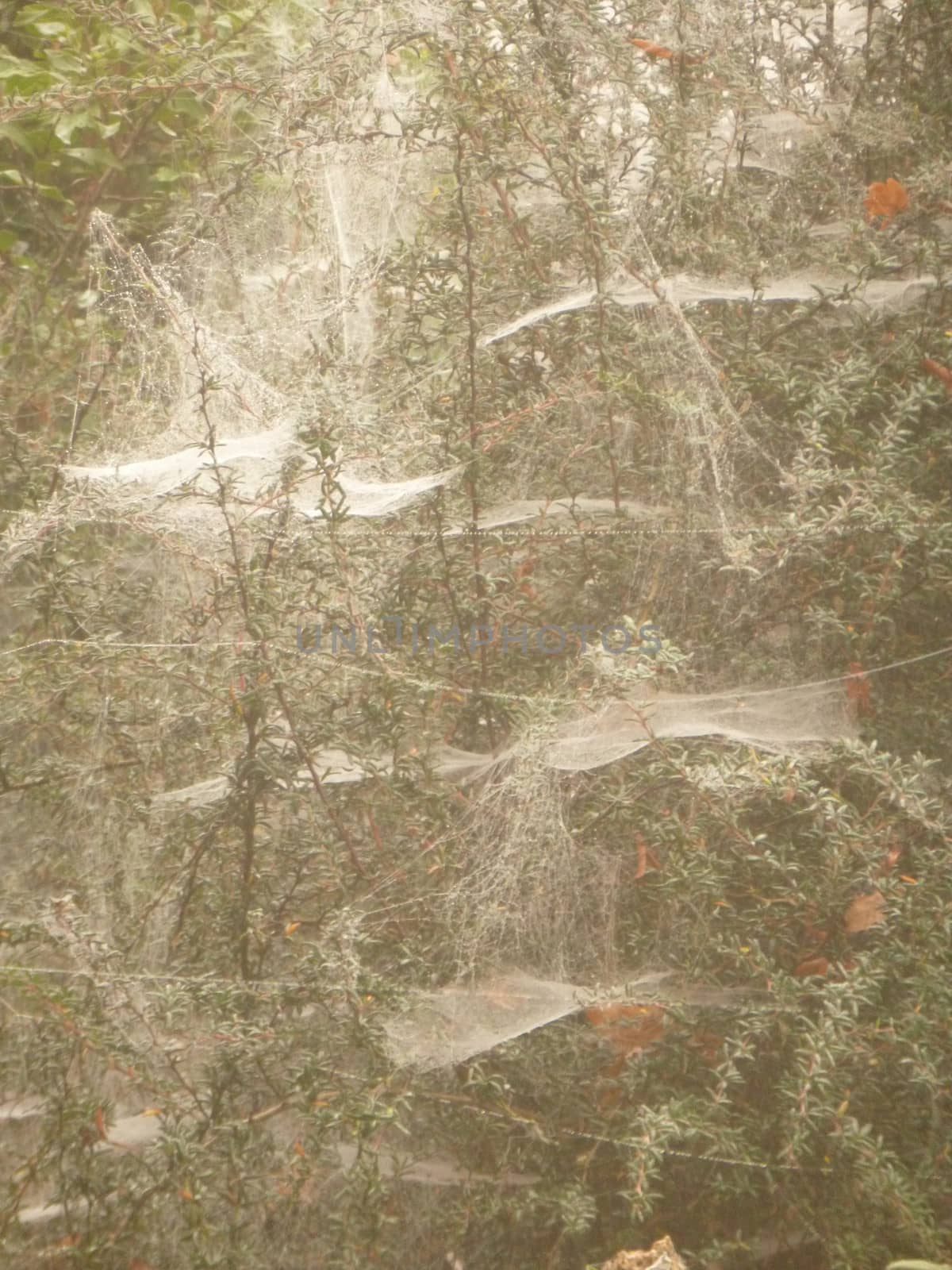 Group of spider webs covered in droplets in fog
