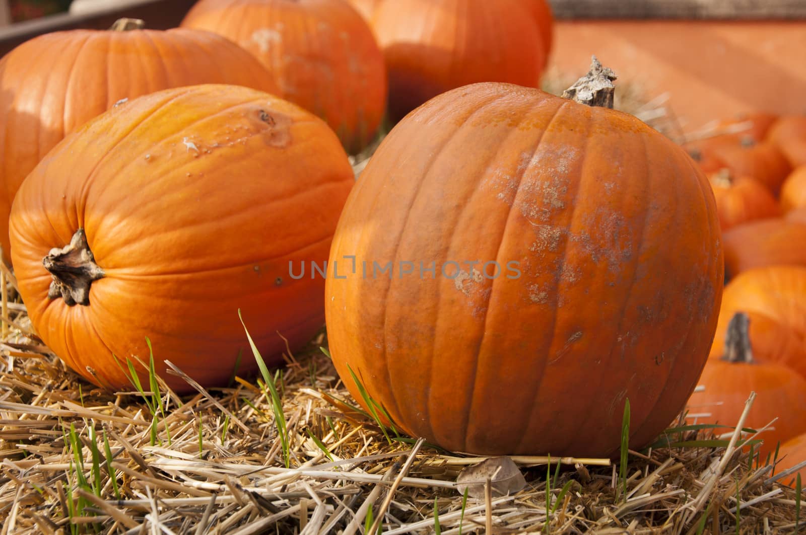 pumpkins by sognolucido