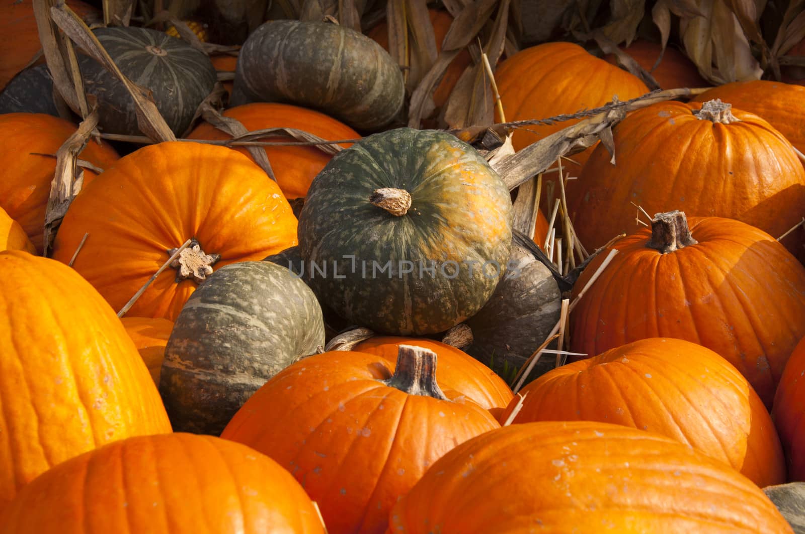 pumpkins by sognolucido