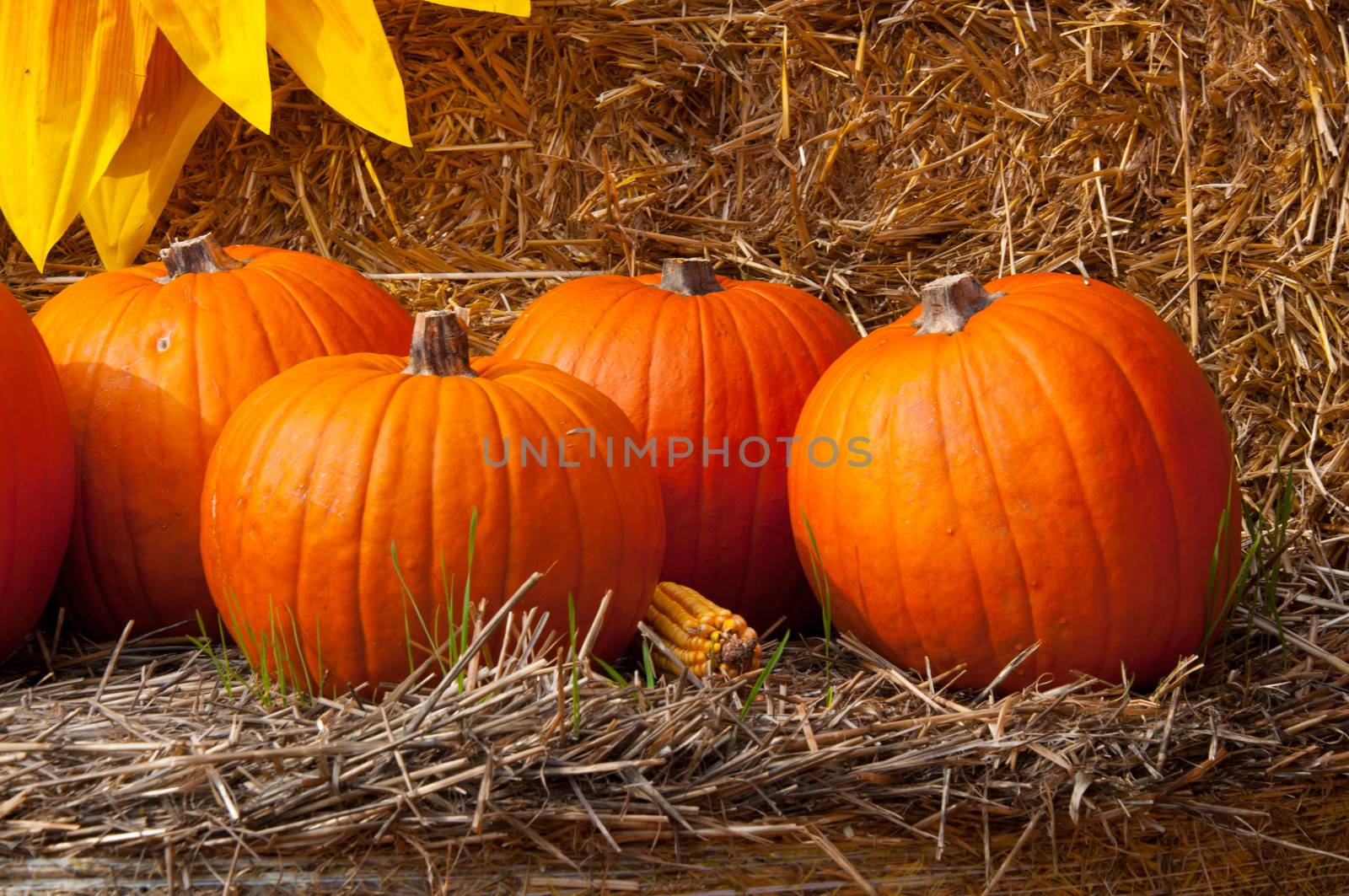 Pumpkins for Halloween by sognolucido