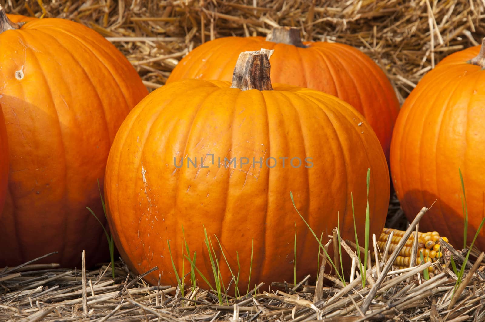 Pumpkins for Halloween by sognolucido