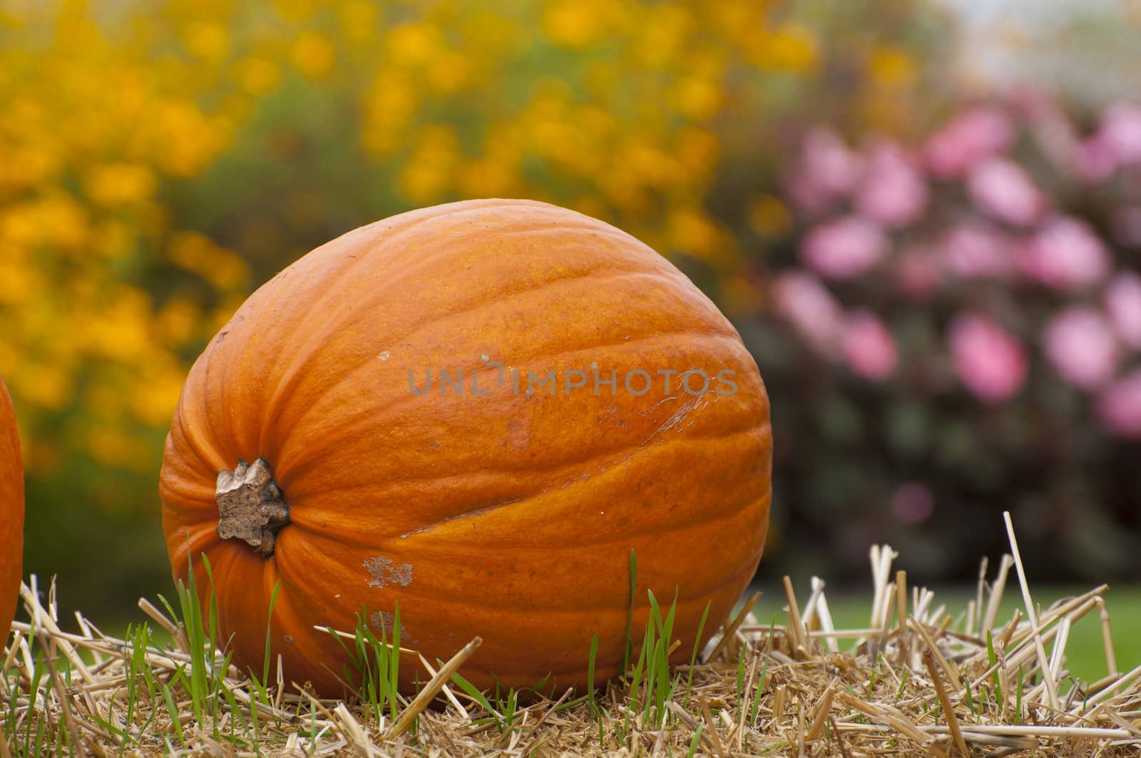 Pumpkin by sognolucido