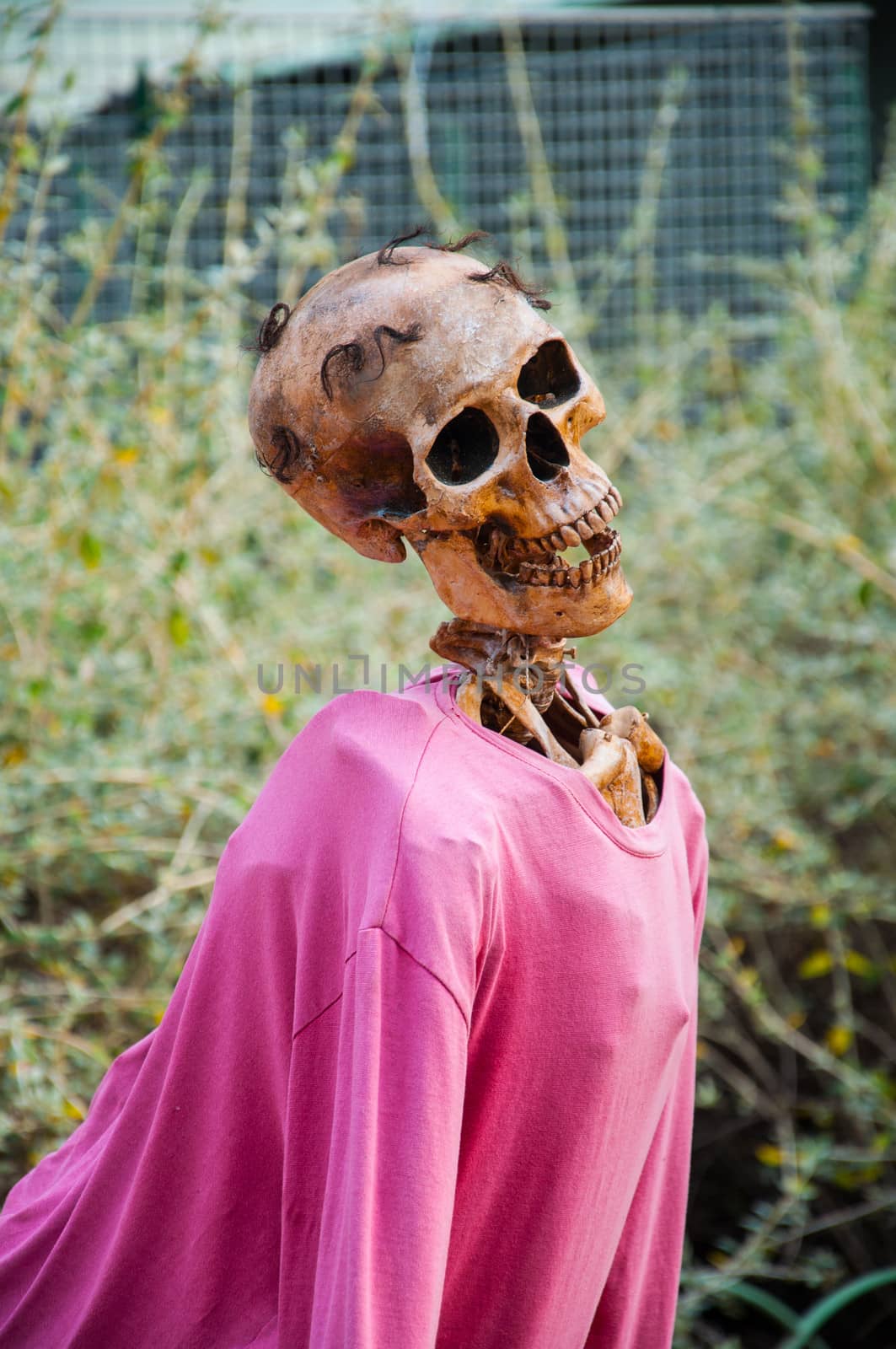 skeleton by sognolucido