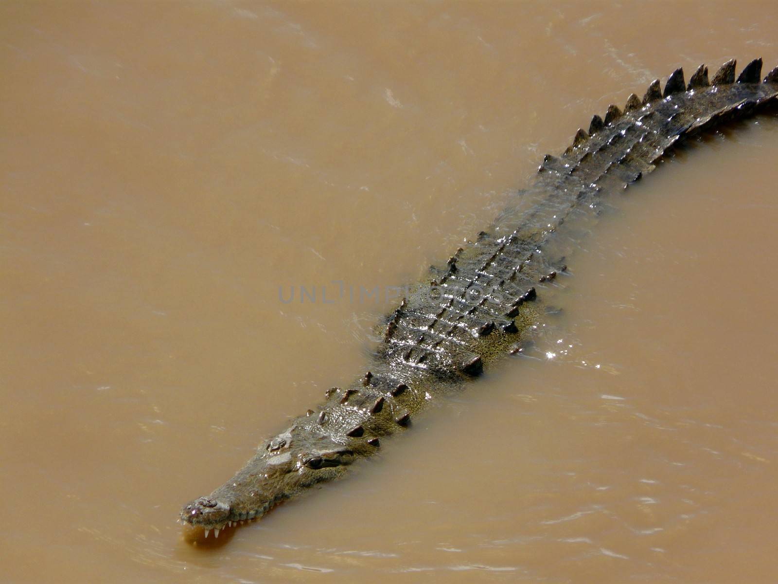 Crocodile hunting in Tarcoles river, Costa Rica