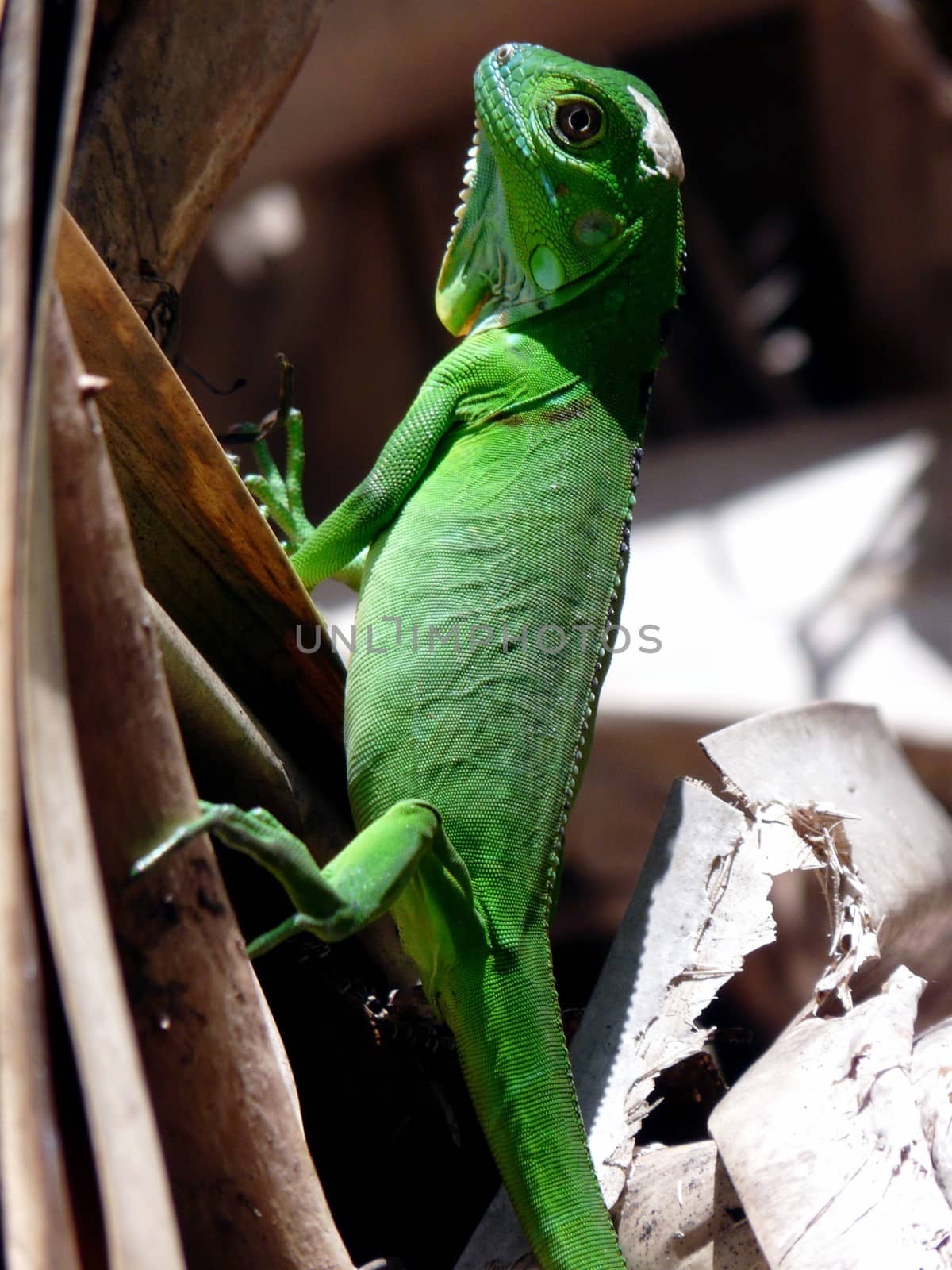Green Iguana, National Park, Turtuguero, Costa Rica