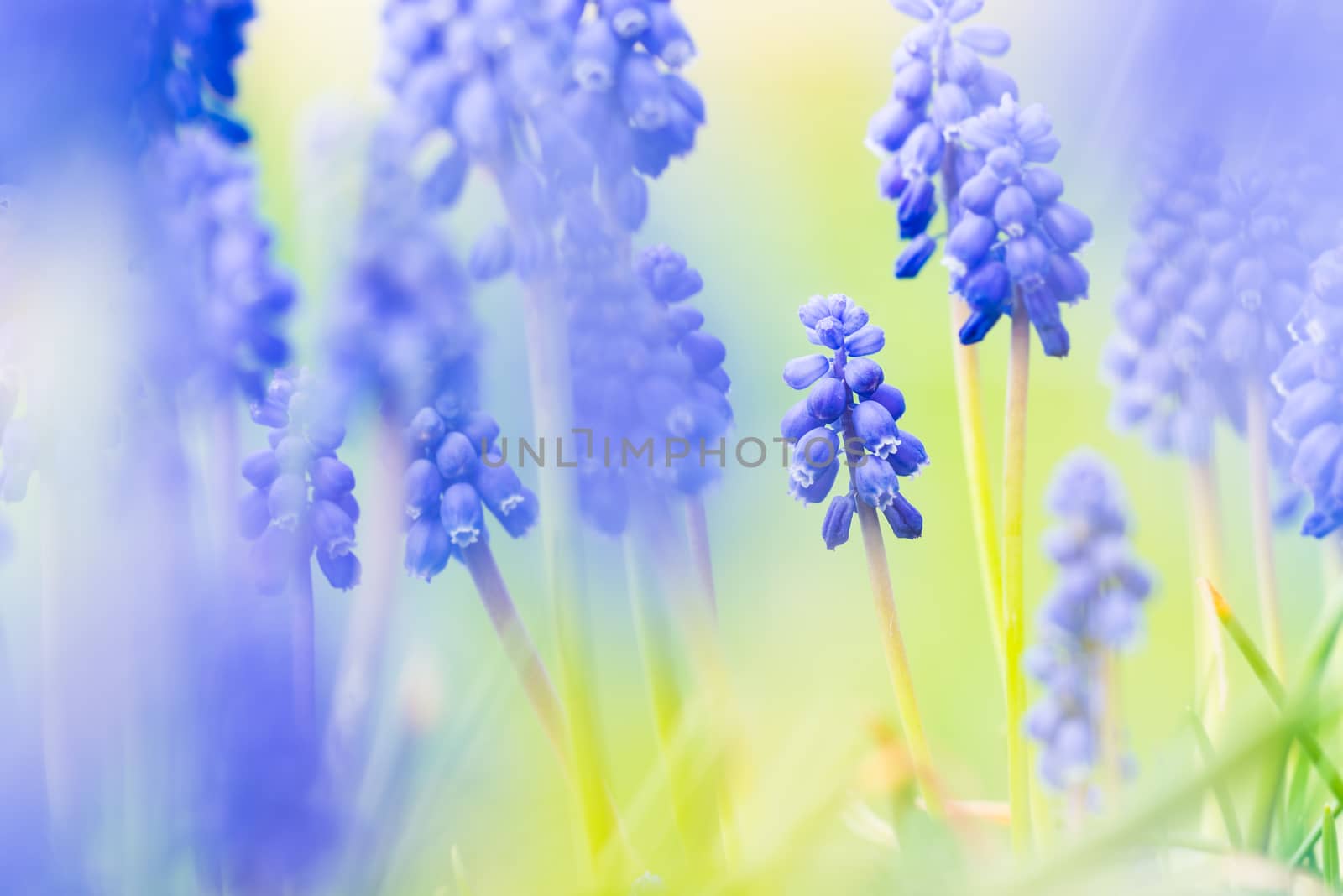 close-up of blurred grape hyacinth