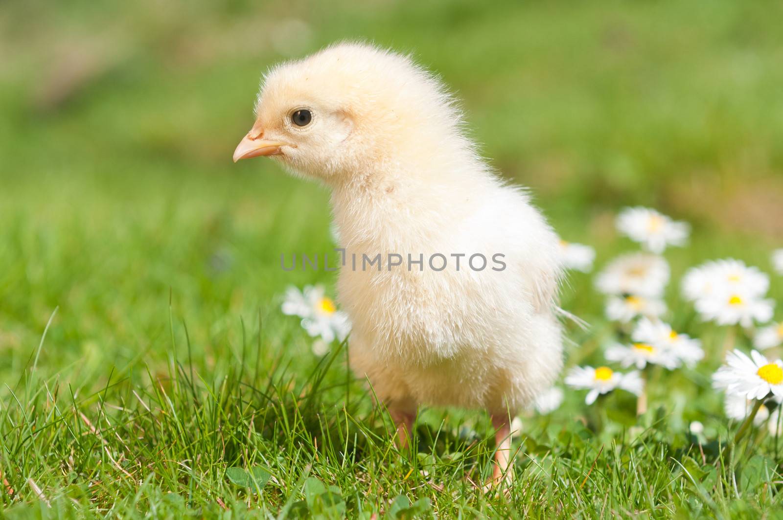 Young chick exploring the grass