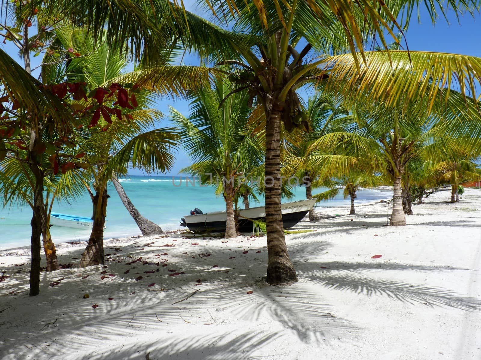 Palm trees at the Beach of Mano Juan, Isla Saona, Dominican Republic