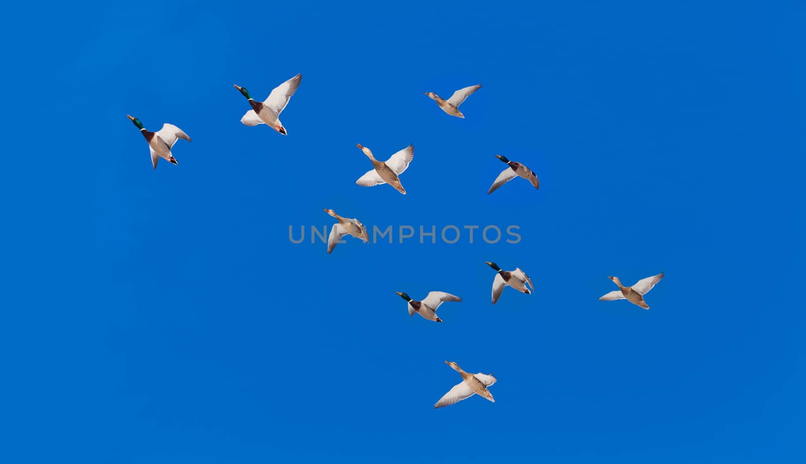 Flock of Mallard ducks  Anas platyrhynchos  flying in blue sky on their seasonal migration route