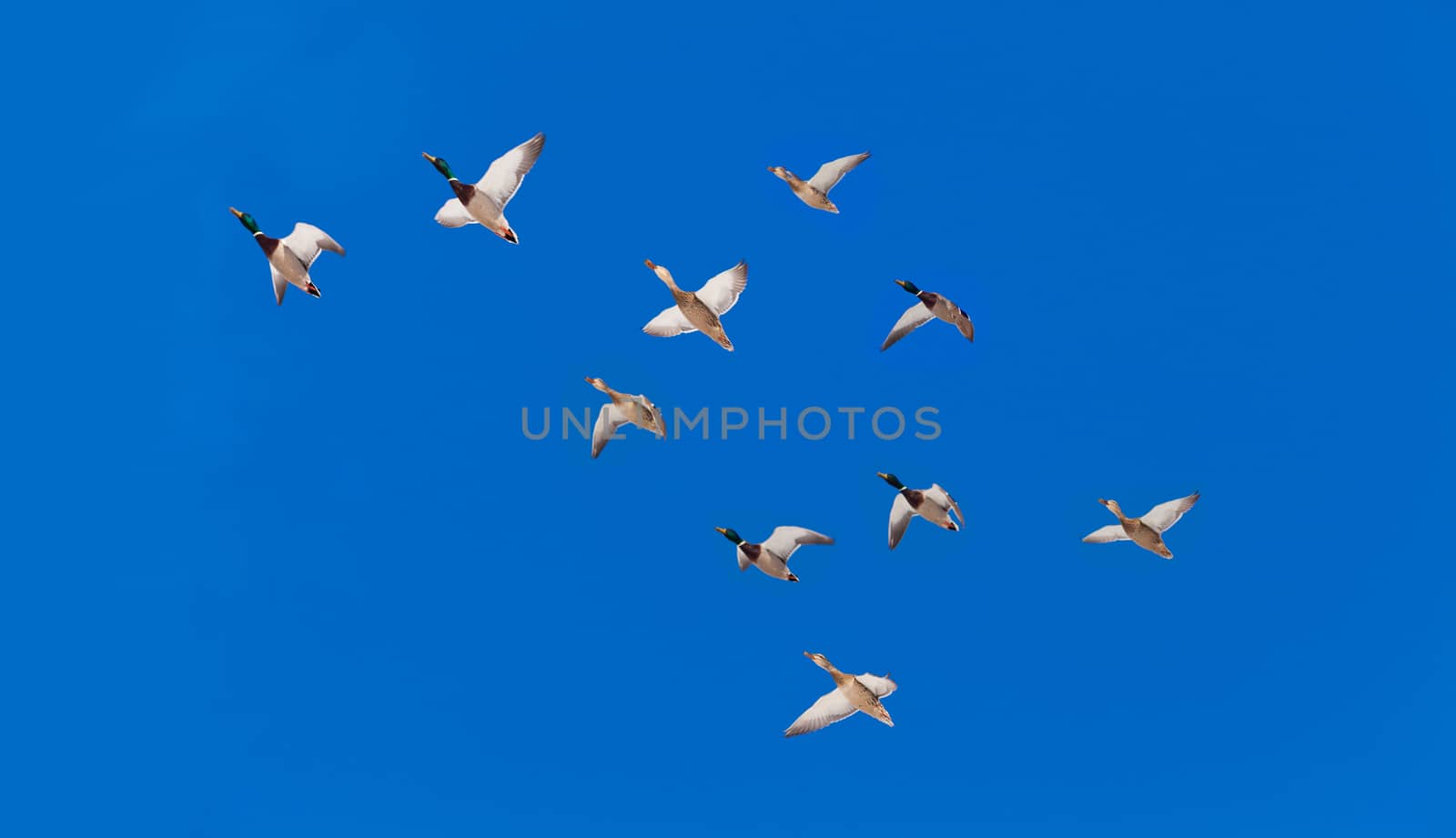 Flock of Mallard ducks Anas platyrhynchos flying in blue sky on their seasonal migration route