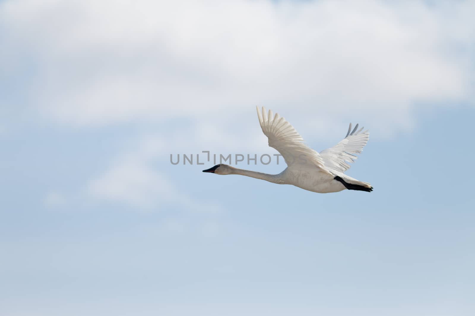 Graceful adult white trumpeter swan Cygnus buccinator flying in sky full of clouds with neck extended as it migrates to its arctic nesting grounds with copyspace