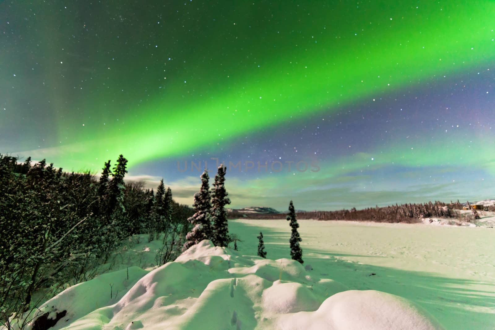 Spectacular display of intense Northern Lights or Aurora borealis or polar lights forming green swirls over snowy winter landscape of frozen Lake Laberge  Yukon Territory  Canada
