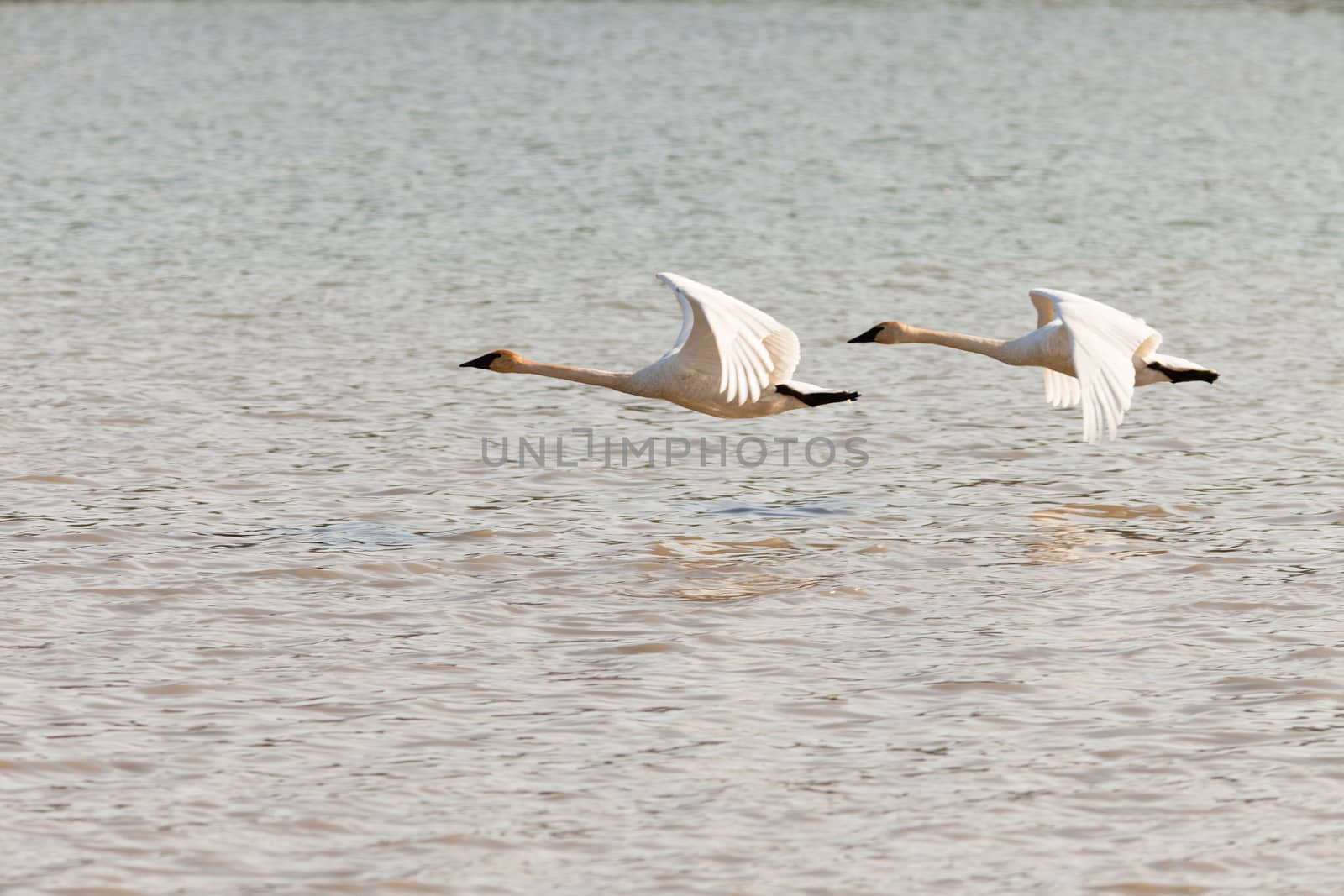 Graceful mating pair of adult white trumpeter swans  Cygnus buccinator  flying over water with their necks extended as they migrate to their arctic nesting grounds with copyspace