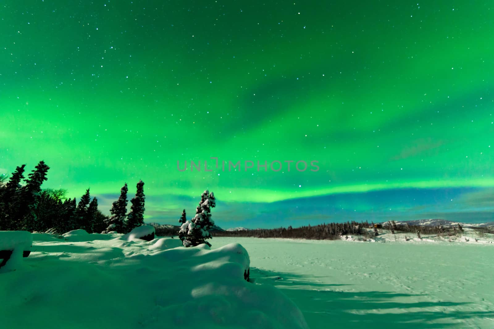 Spectacular display of intense Northern Lights or Aurora borealis or polar lights forming green swirls over snowy winter landscape of frozen Lake Laberge  Yukon Territory  Canada