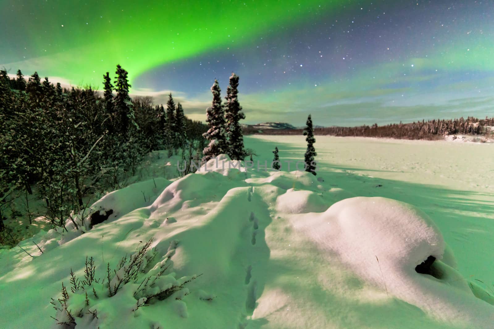 Spectacular display of intense Northern Lights or Aurora borealis or polar lights forming green swirls over snowy winter landscape of frozen Lake Laberge  Yukon Territory  Canada