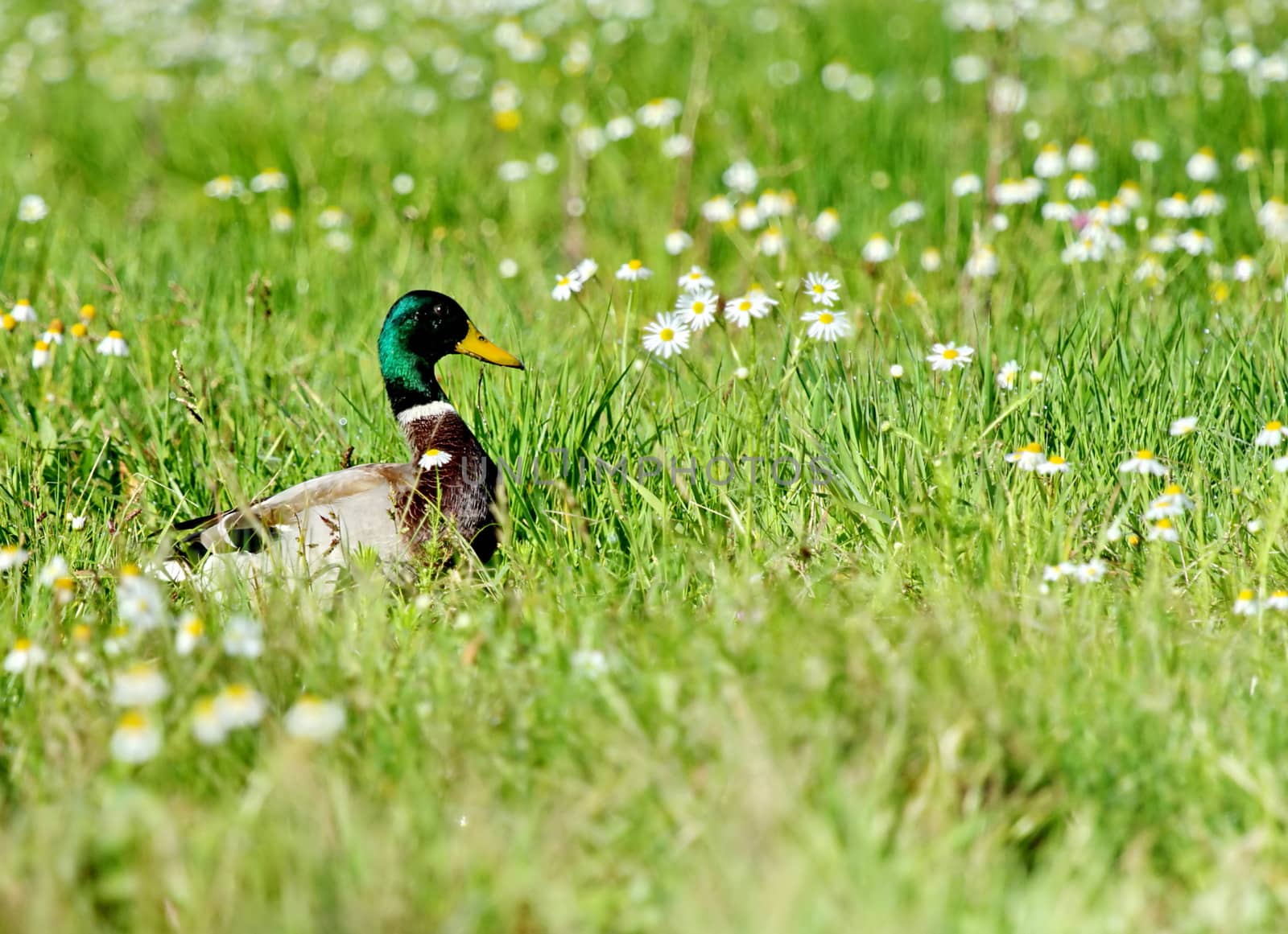 Male mallard duck walking in grassy pond between white flowers