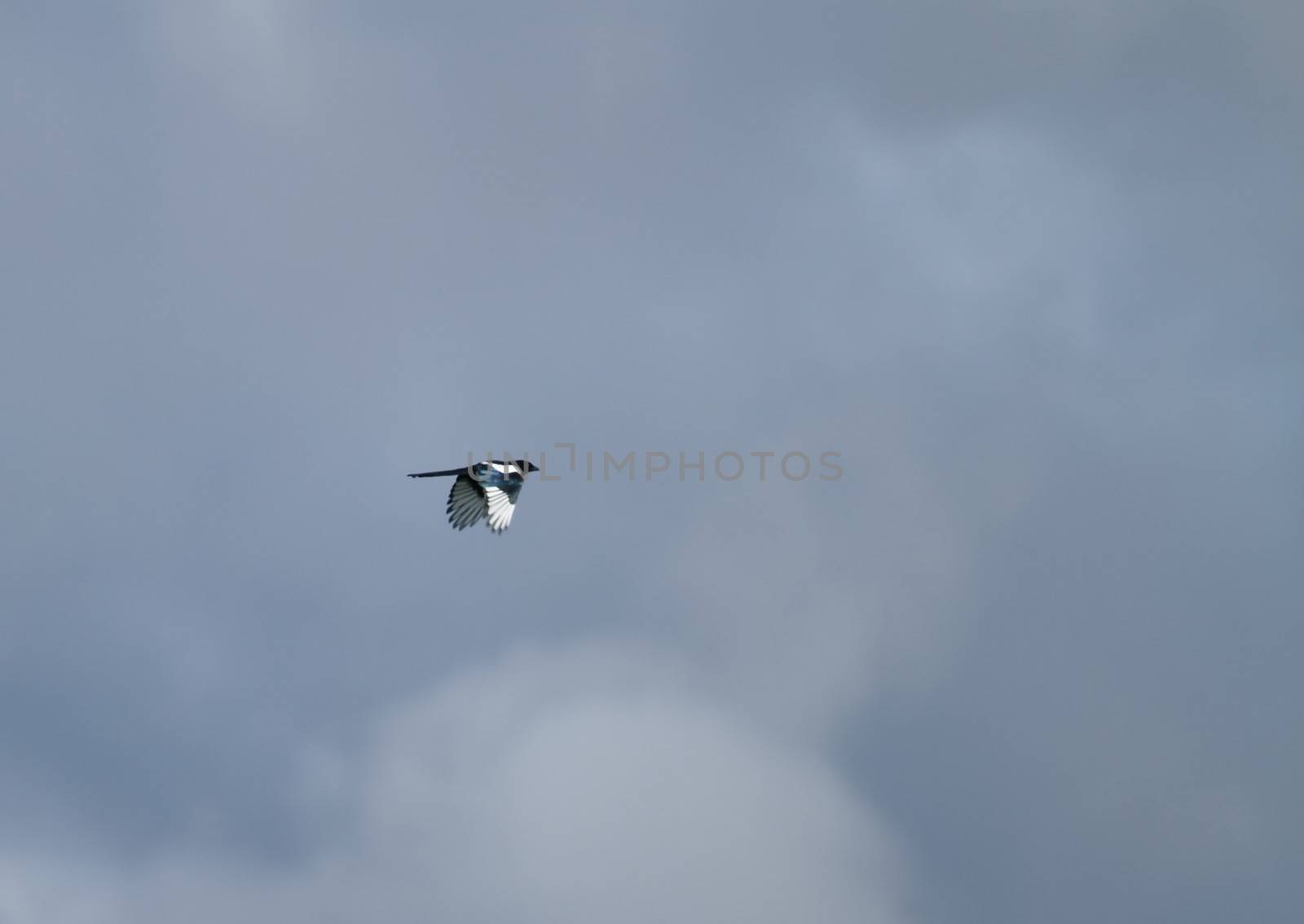 Magpie in flight by Elenaphotos21