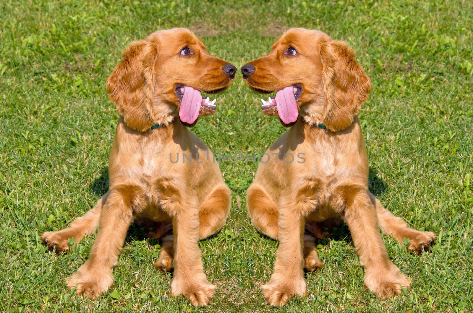 Two young red English Cocker Spaniel dogs on green grass background