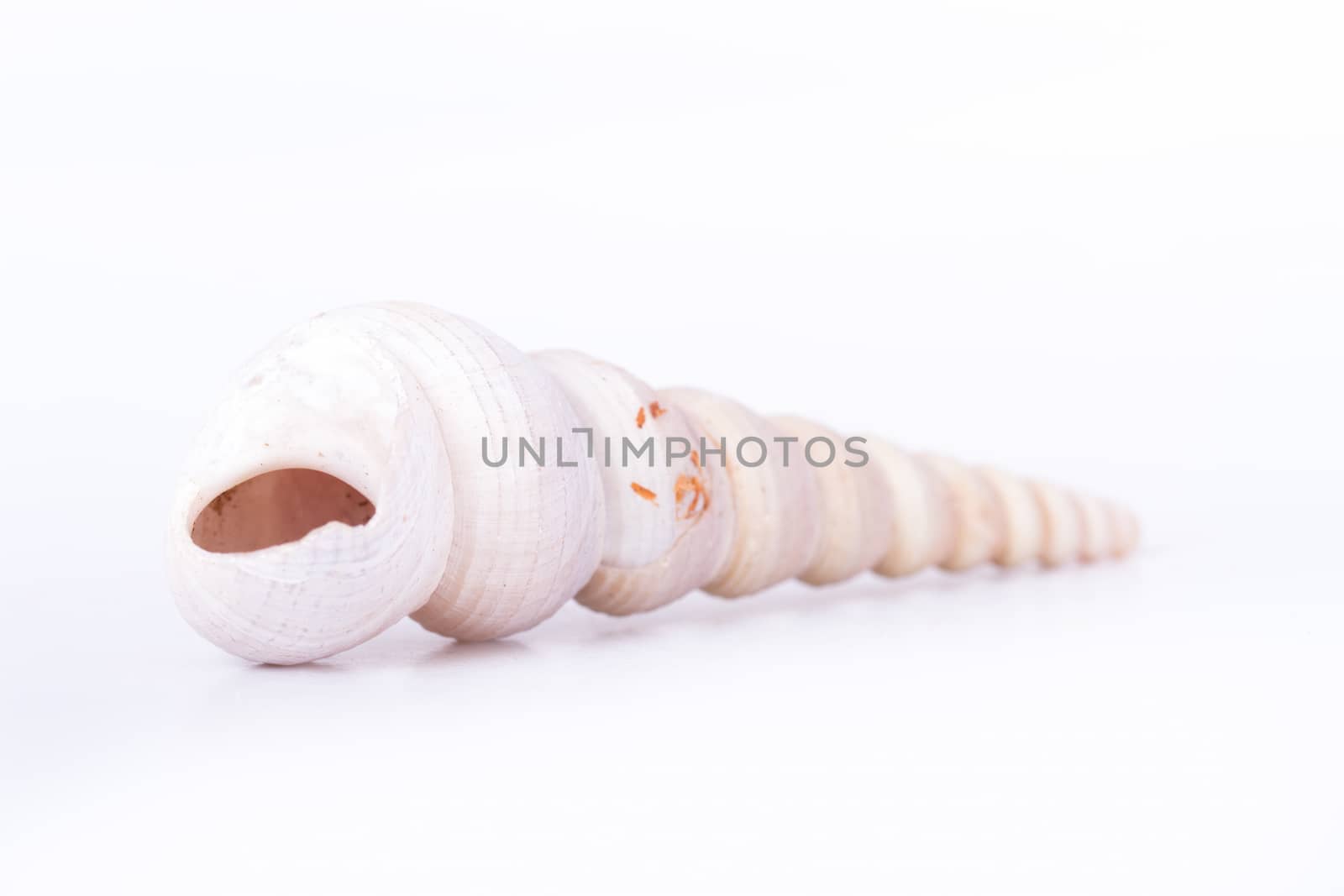 Sea shell, isolated on white background.