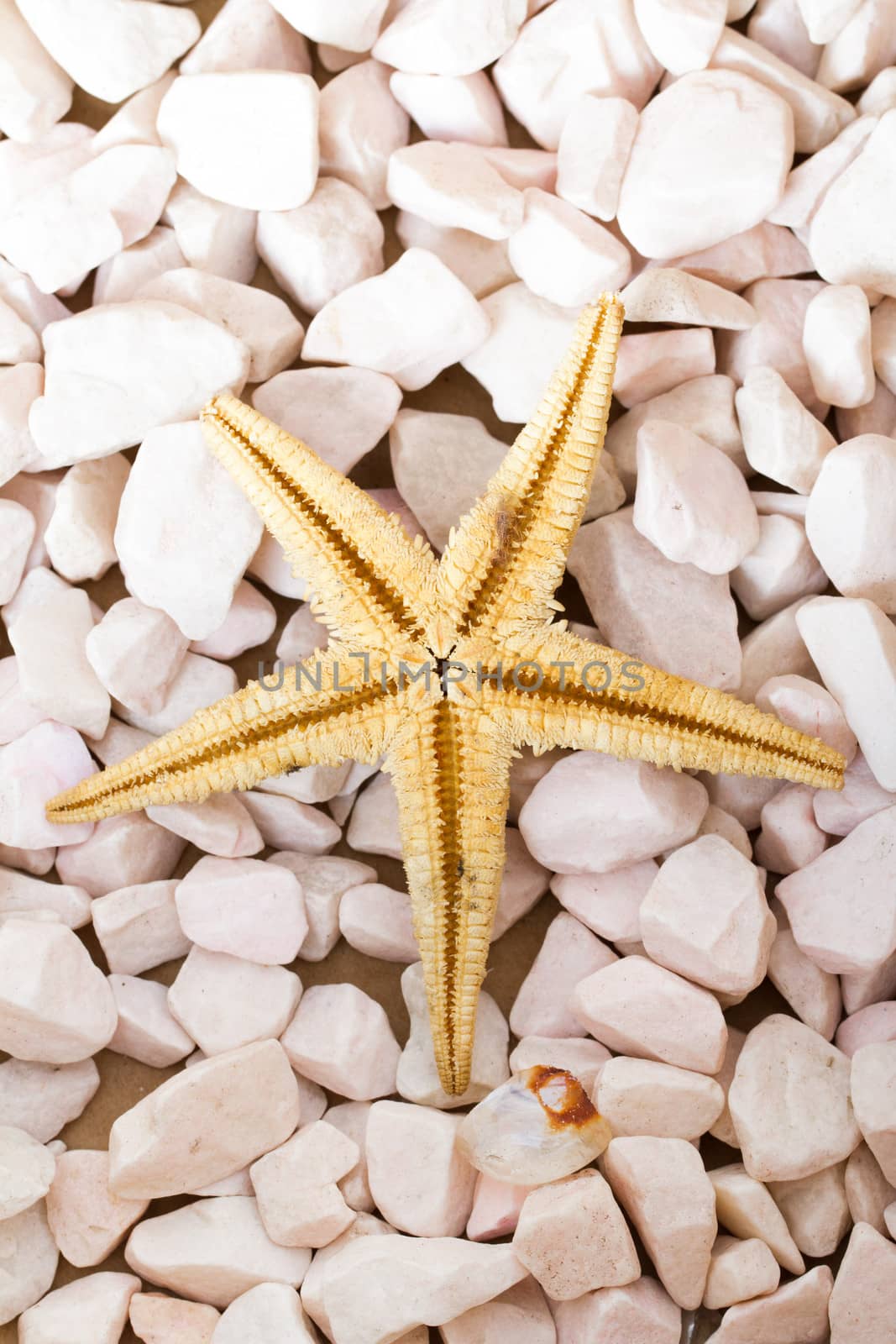 Yellow starfish on white sea stones.