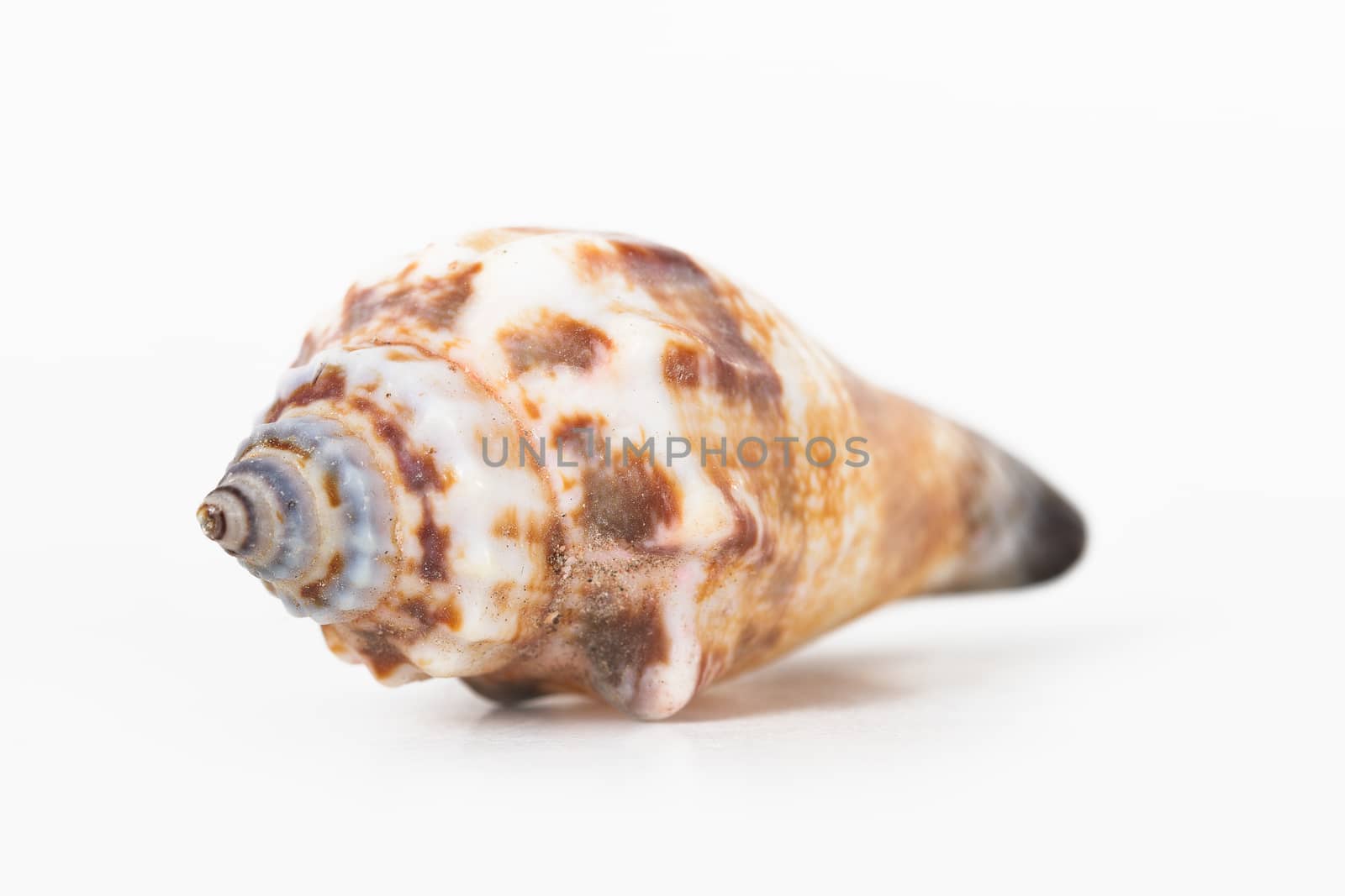 Sea shell, isolated on white background.