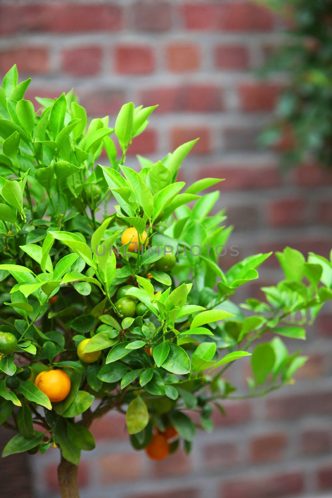 Small oranges growing on a tree by Farina6000