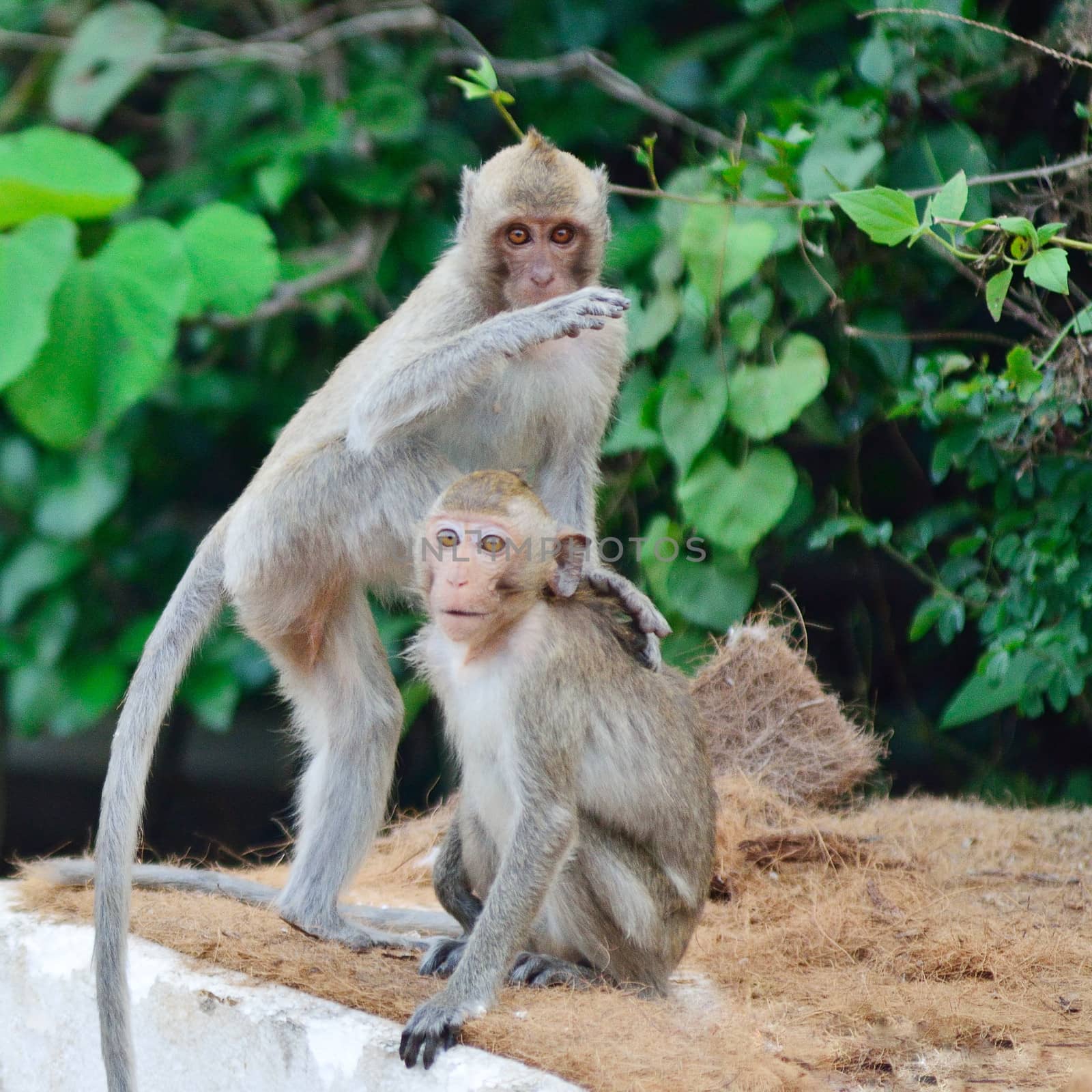 Monkey wild animal in Thailand