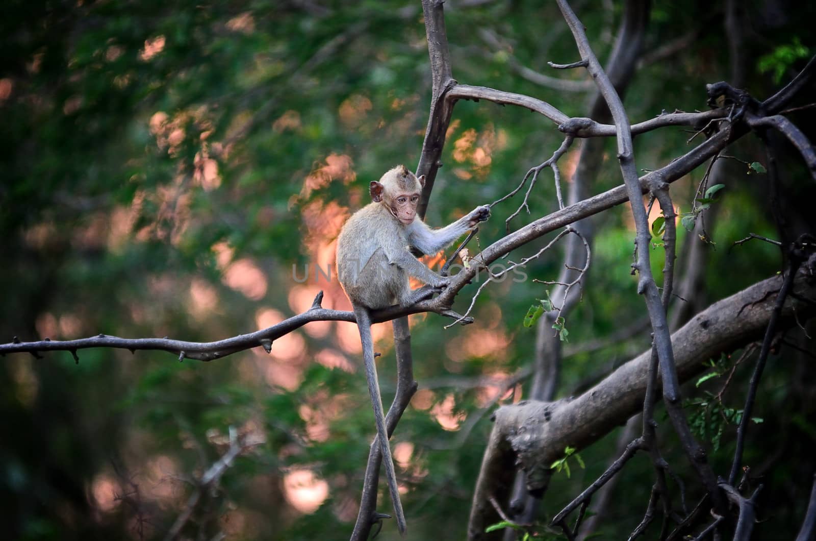 Monkey wild animal sitting on tree with sunset background