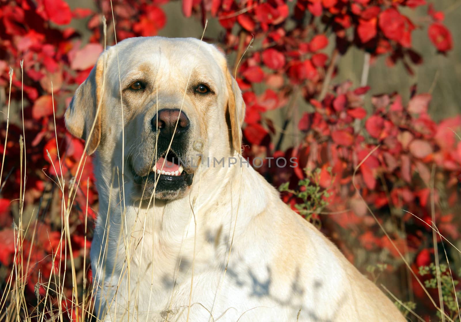 yellow labrador in the park in autumn portrait