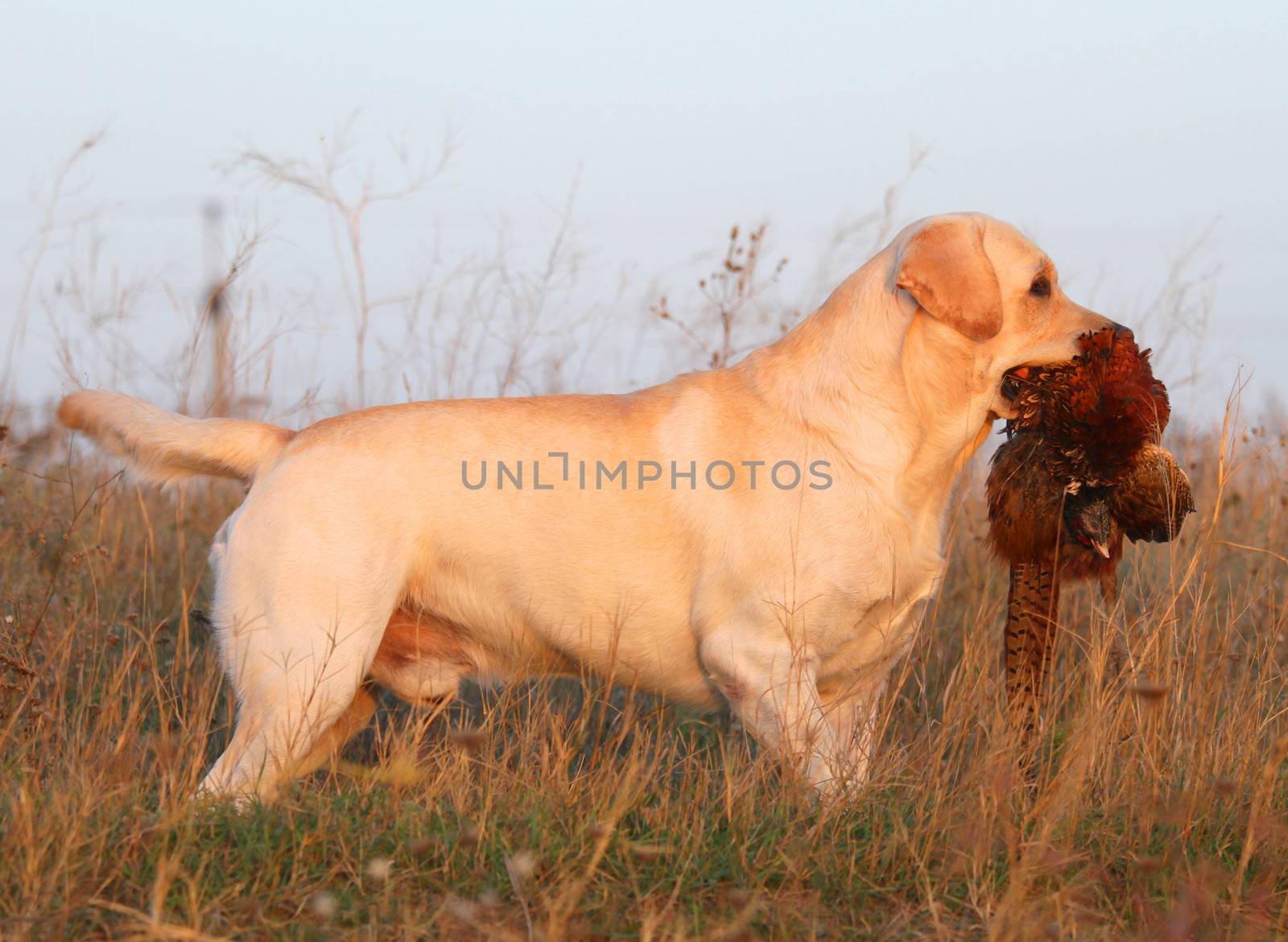 a hunting yellow labrador with a pheasant