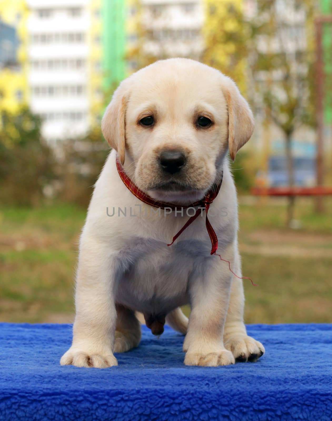 happy yellow labrador puppy laying on the table
