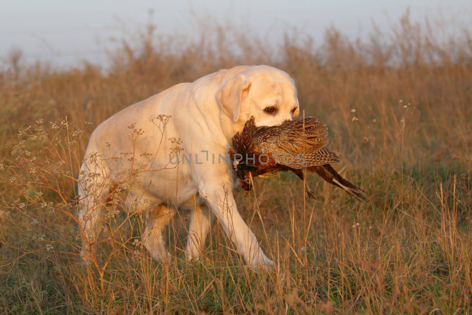a hunting yellow labrador with a pheasant in autumn