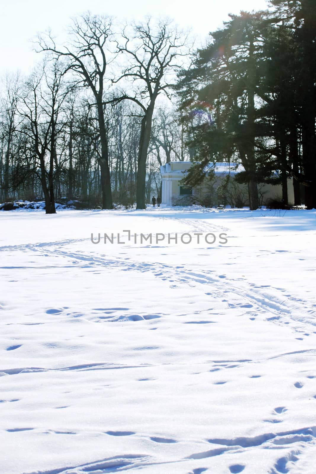 Big old trees, winter sunny landscape, tinted