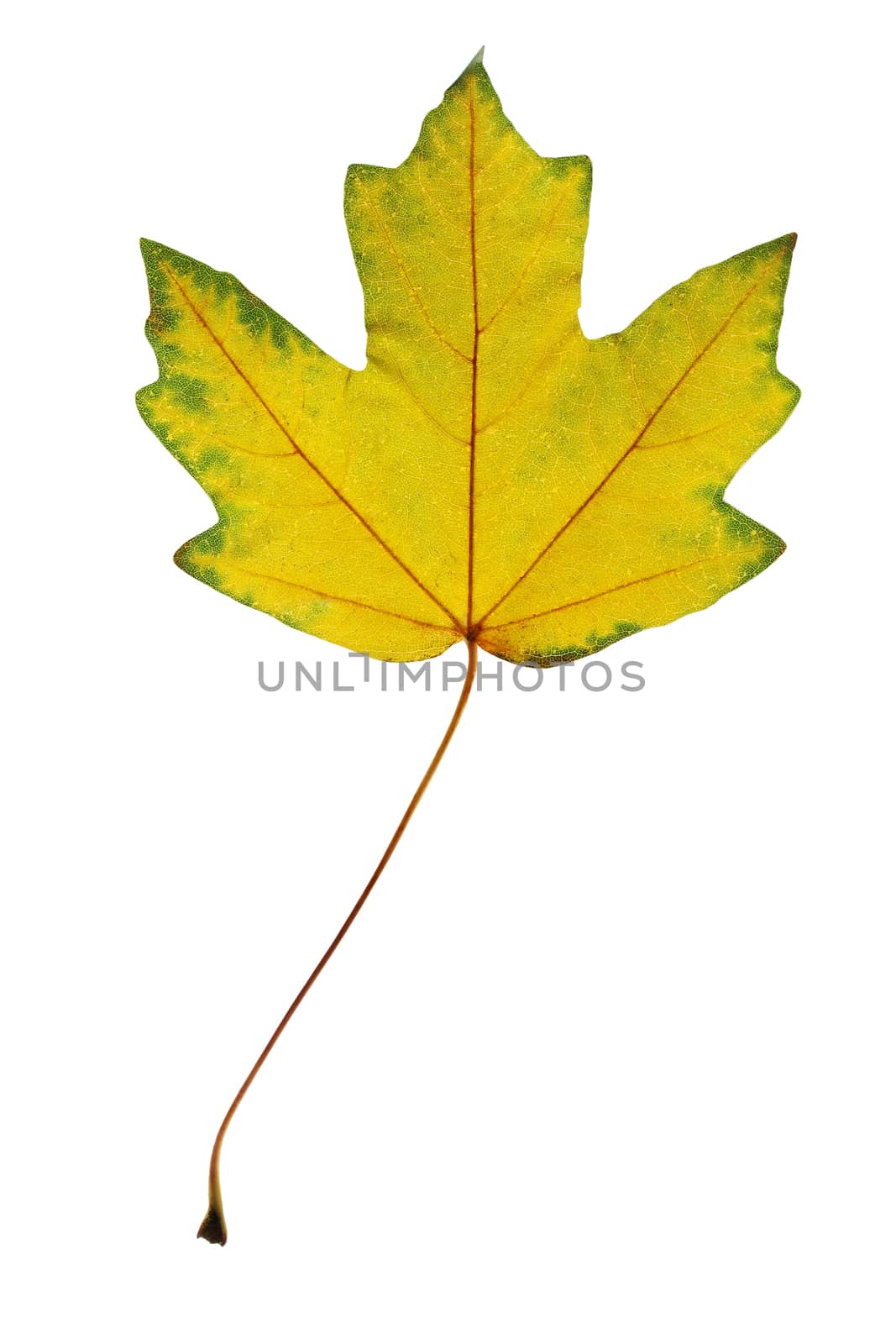 Bright yellow maple leaf on a white background