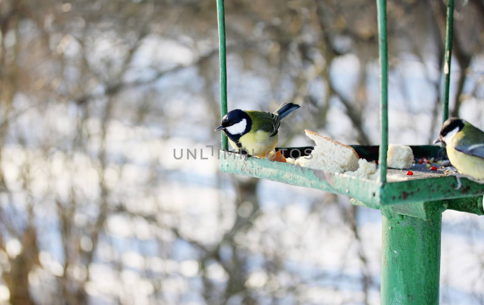  Feeder for wild birds in the park