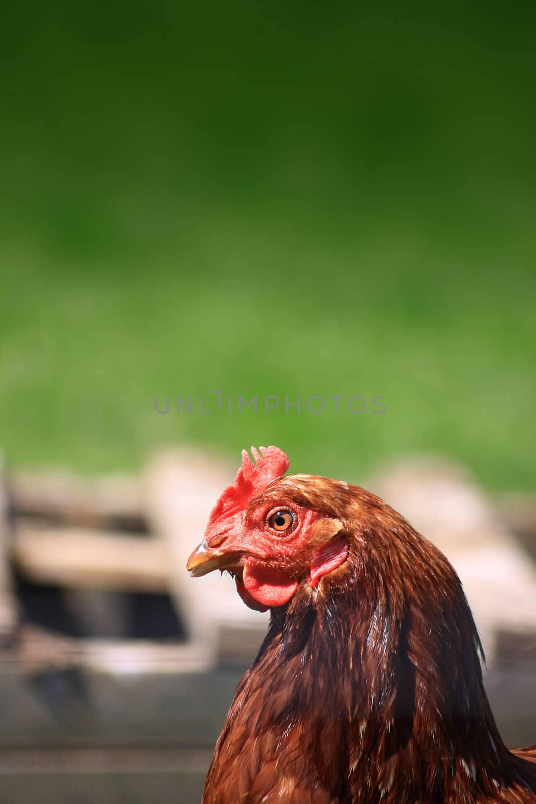 A side on view of a brown hen set against a green background. Set on a portrait format with copy space available above. Located in a city farm environment.