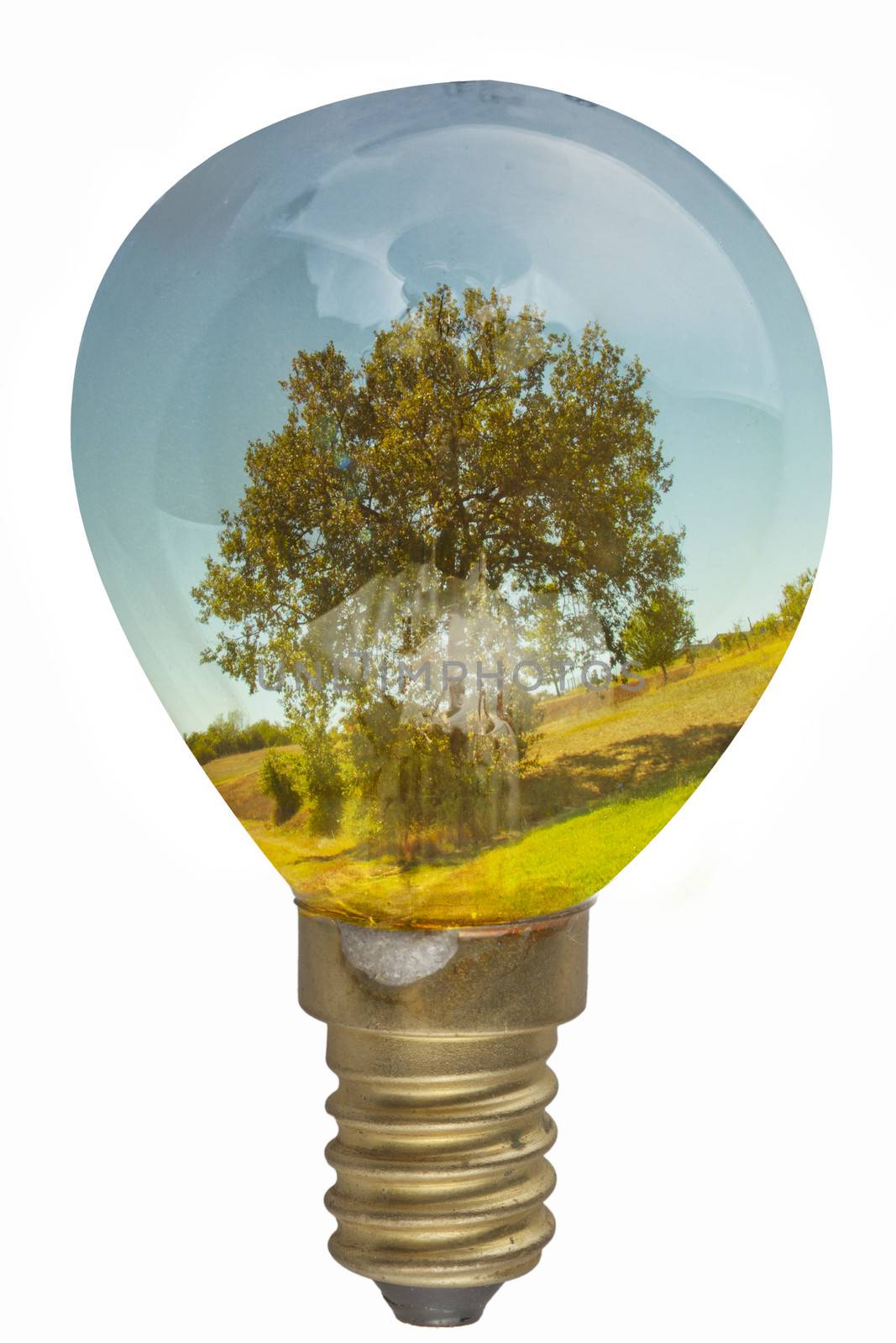 A bulb with landscape of tree and country inside