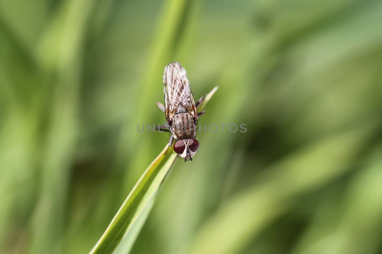 Fly on the thin grass on a green background